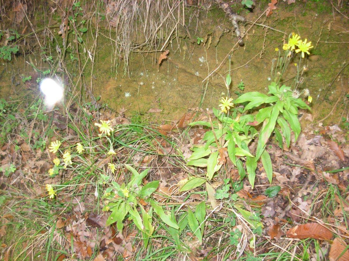 Hieracium neoplatyphyllum Gottschl.